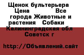 Щенок бультерьера › Цена ­ 35 000 - Все города Животные и растения » Собаки   . Калининградская обл.,Советск г.